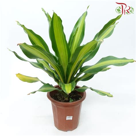 巴西木 香港|巴西木 Dracaena fragrans｜家居植